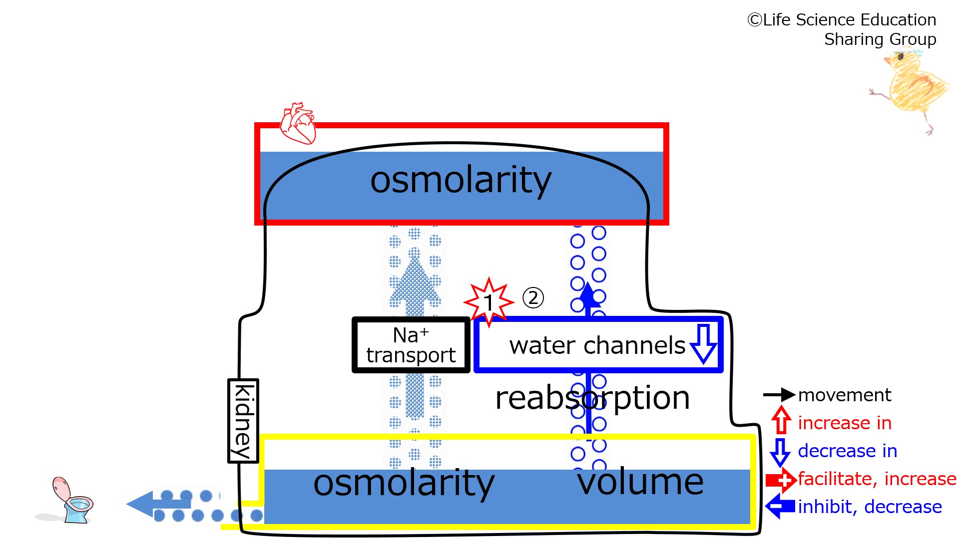 WaterChannelsEffectOfDecreasing-2Eng.jpg