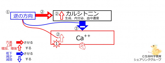 HyperCaAfterBasicFeedbackToCT-JPN.jpg