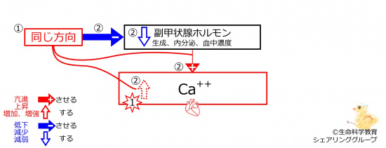 HyperCaAfterBasicFeedbackToPTH-JPN.jpg