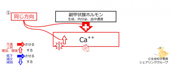 HyperCaBeforeBasicFeedbackToPTH-JPN.jpg