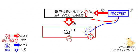 HypoCaAfterBasicFeedbackToPTH-JPN.jpg