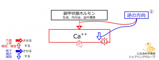 HypoCaBeforeBasicFeedbackToPTH-JPN.jpg
