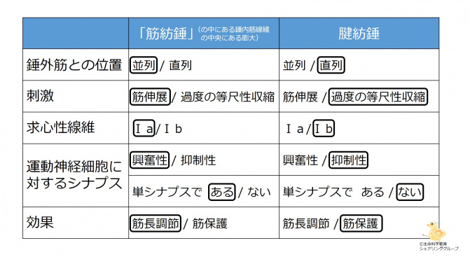 筋紡錘と腱紡錘のまとめ.jpg