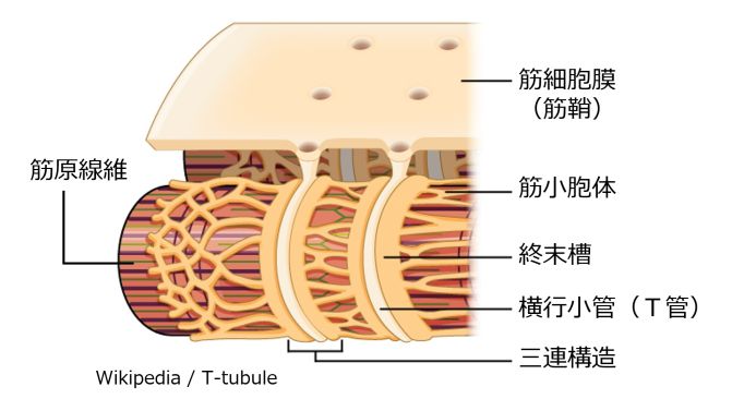 SkeletalMuscleTriad-basic-Jpn.jpg