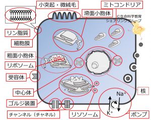 ./images/300px-CellOrganelleBasicSummary-Jpn.jpg