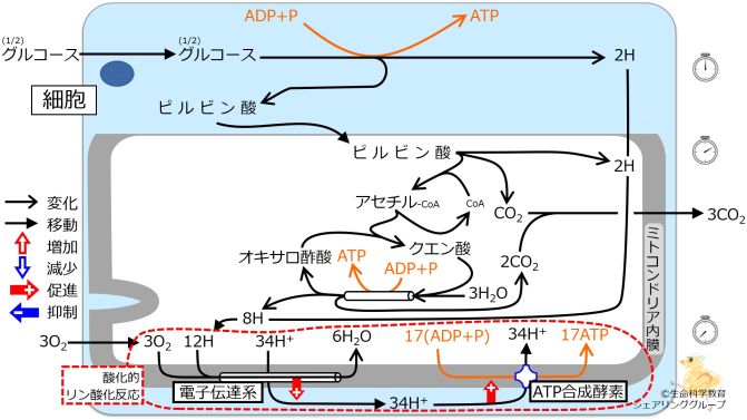 Energy metabolism Intro6.jpg