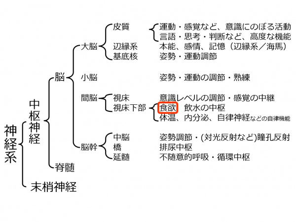 BrainLocalization-4.jpg