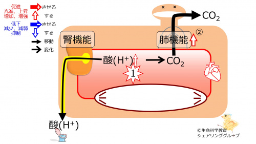 PHcompensationAcidemiaLung-Jpn.jpg