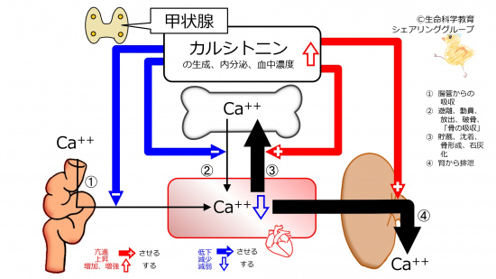 Calcitonin-inc.jpg