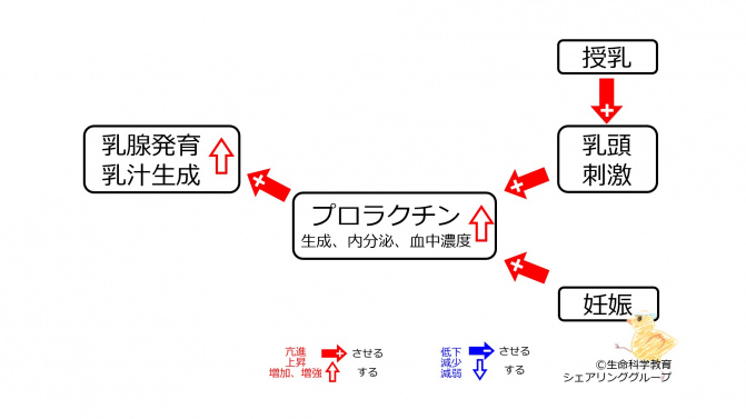 プロラクチン分泌調節１の３.jpg
