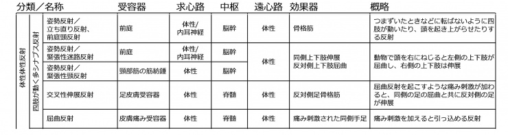 四肢が動く多シナプス反射.jpg
