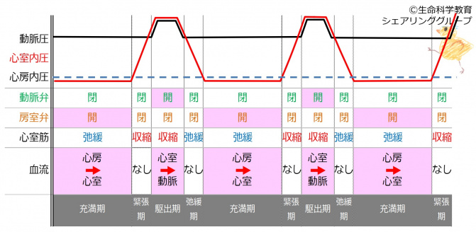 CardiacCycleTiming.jpg