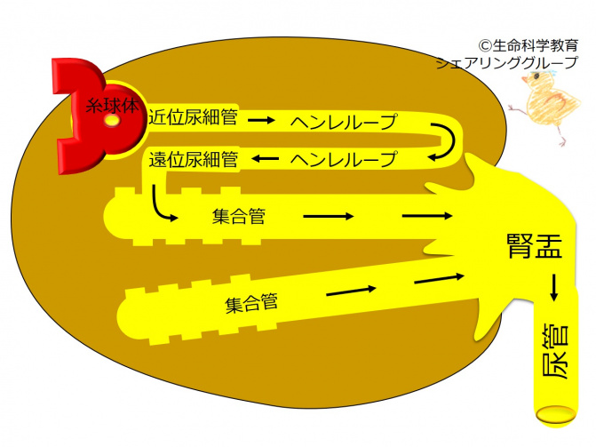 Tubule structure.jpg