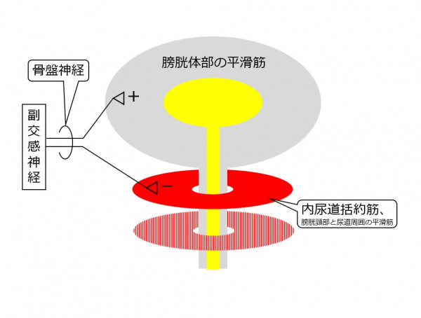Bladder-innervation-introparasympathetic.jpg