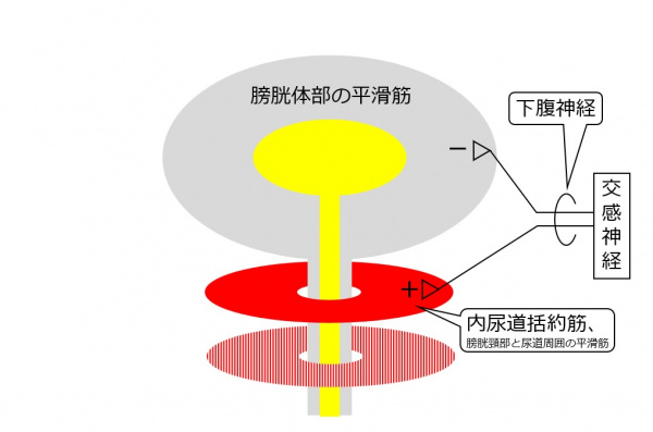 Bladder-innervation-introsympathetic.jpg