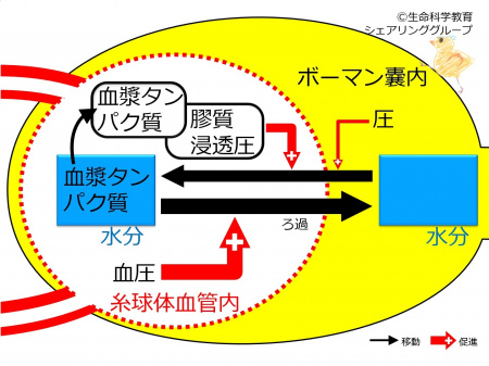 FiltrationFactors.jpg