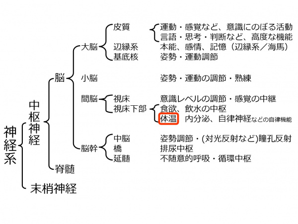 BrainLocalization-7.jpg