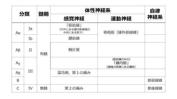 NervFiberBasicClassification.jpg
