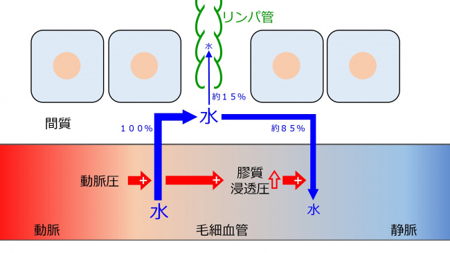 InterstitialFluidMovement.jpg