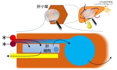 ./images/400px-門脈固有肝動脈_クイズ.jpg