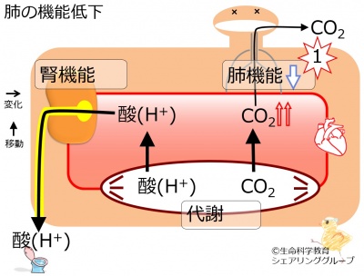 Resp-hypo-noBB.jpg