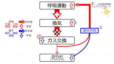 PneumoniaPh.jpg