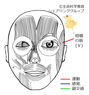 Cranial05 3.jpg
