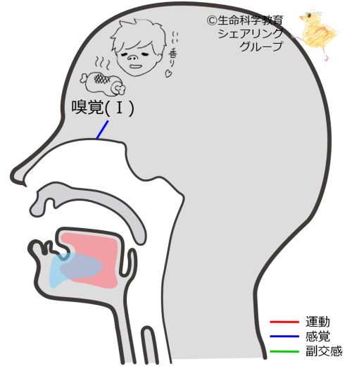 Cranial01.jpg