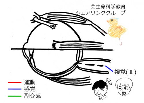 Cranial02.jpg