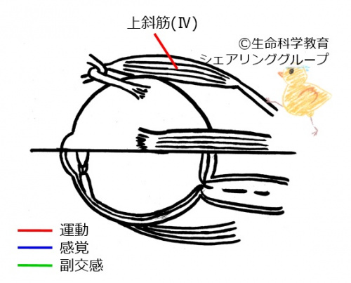 Cranial04.jpg