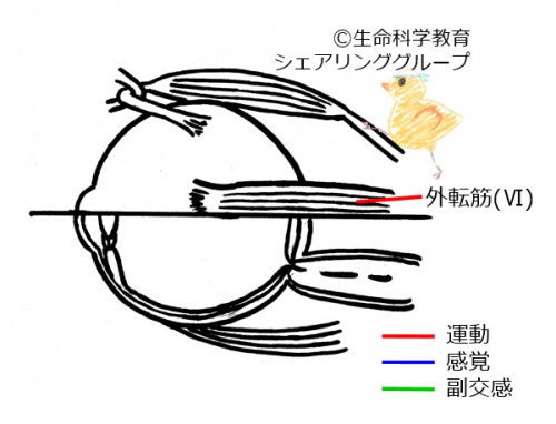 Cranial06.jpg