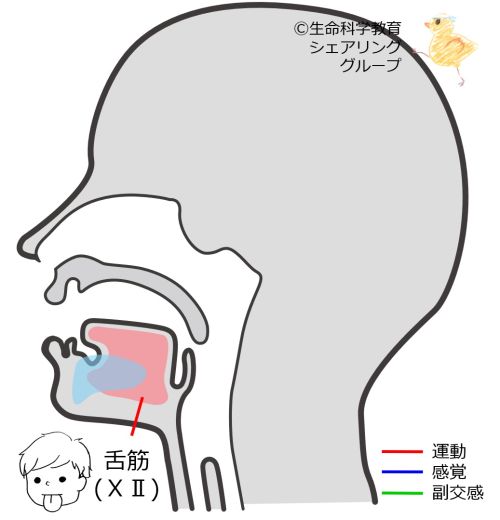 Cranial12.jpg