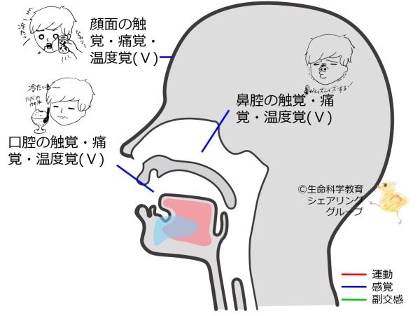 Cranial05 1.jpg