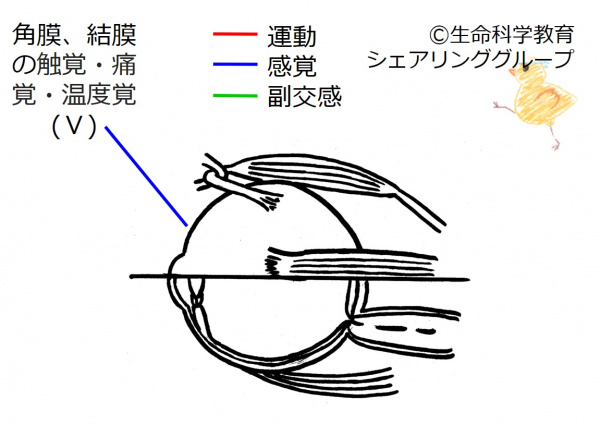 Cranial05 2.jpg