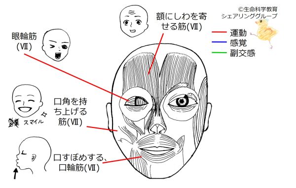Cranial07 2.jpg