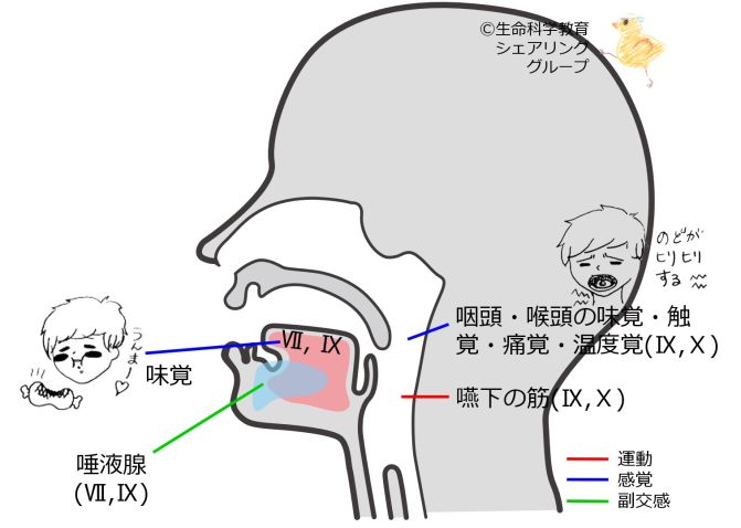Cranial09.jpg