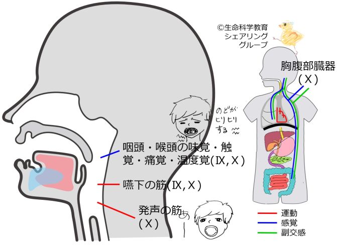 Cranial10.jpg