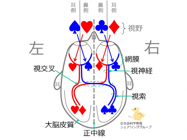 OpticPathwaySummary-Jpn.jpg