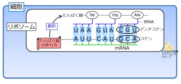 翻訳の物質.jpg