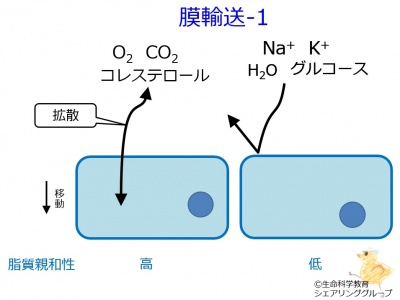 脂質親和性.jpg