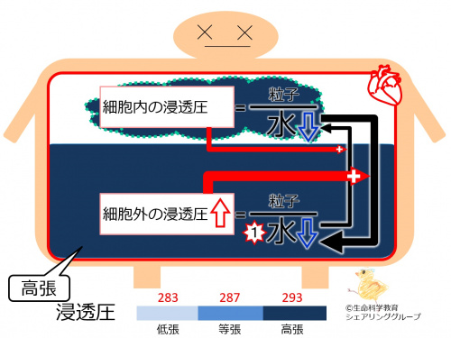 OsmosisHyperTonic-basicAndCellSize-Jpn.jpg