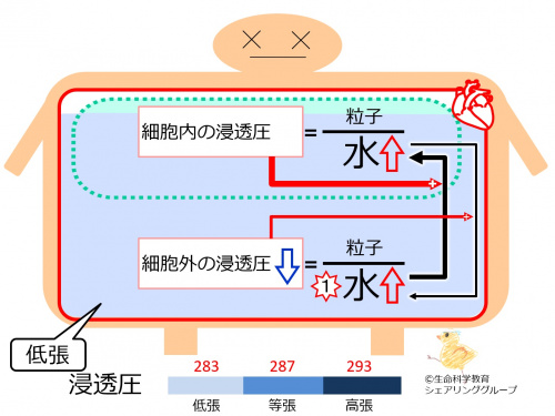 OsmosisHypoTonicAndCellSize-basic-Jpn.jpg