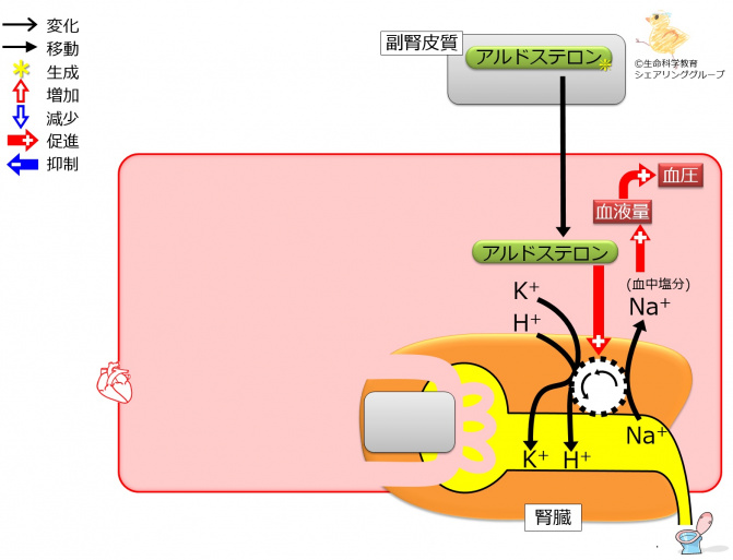 アルドステロン作用2.jpg