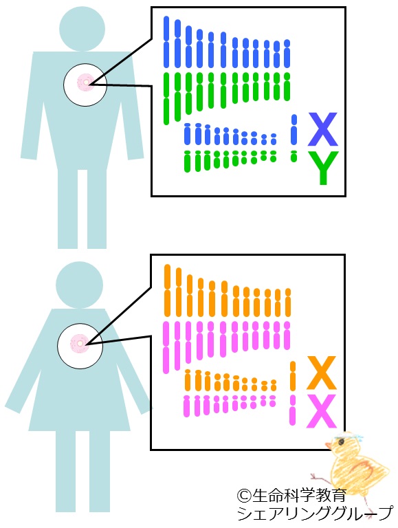 性染色体の組み合わせ.jpg