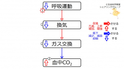 HypoVentCO2.jpg