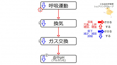 HypoVentpH.jpg