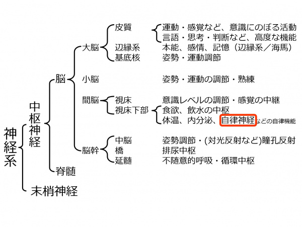 BrainLocalization-6.jpg