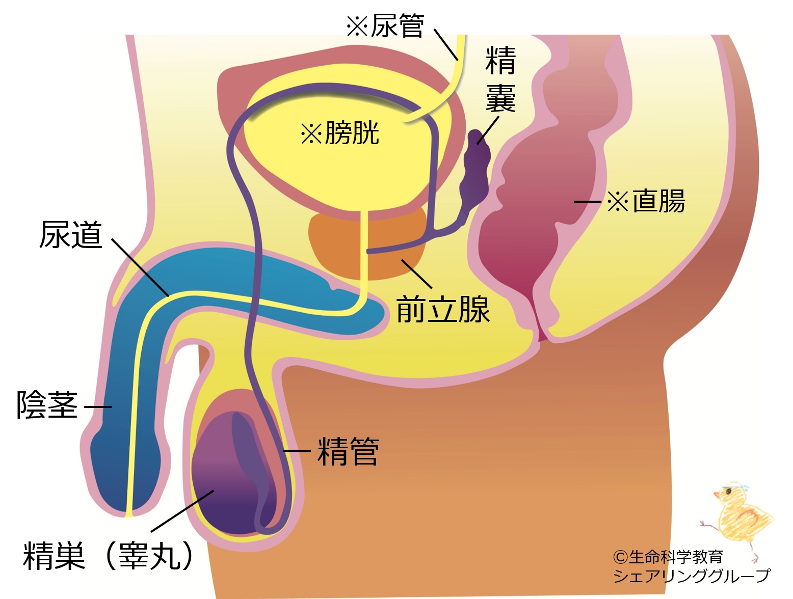 男性生殖器構造.jpg
