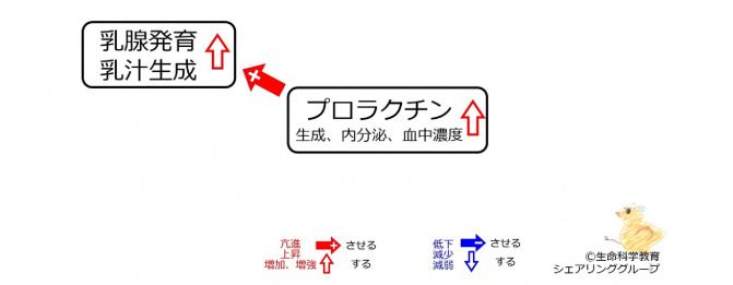 プロラクチン作用１.jpg