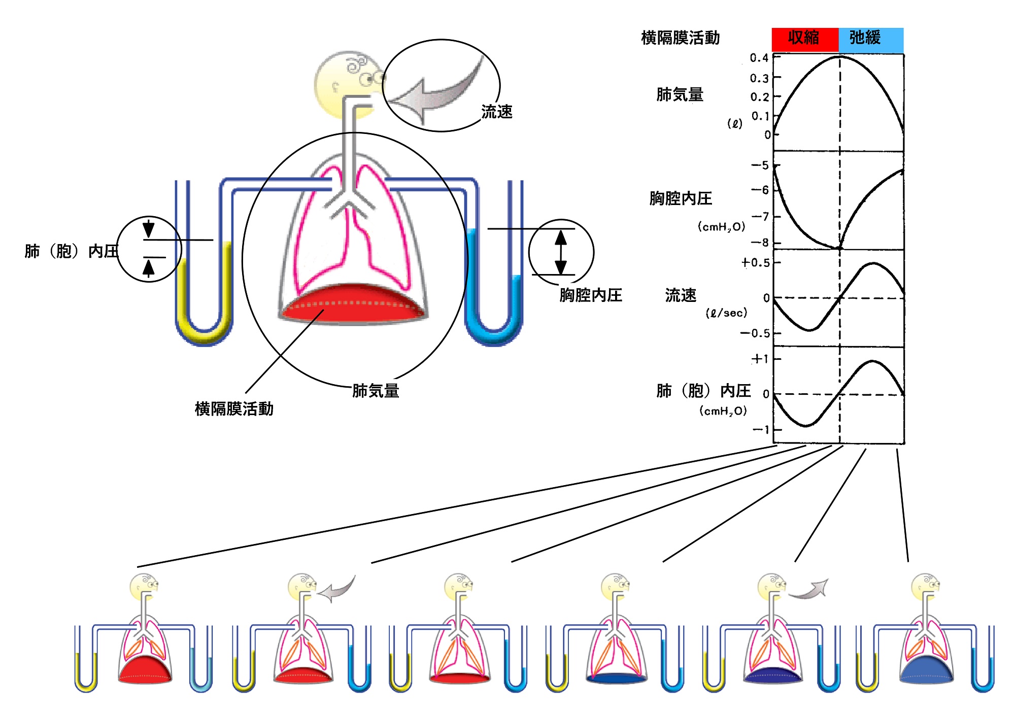 RespCycleBasicSummary-Jpn.jpg